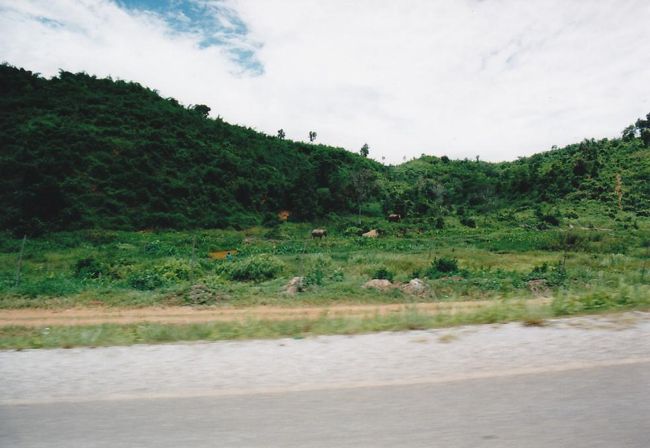 遠くに象が見えました。