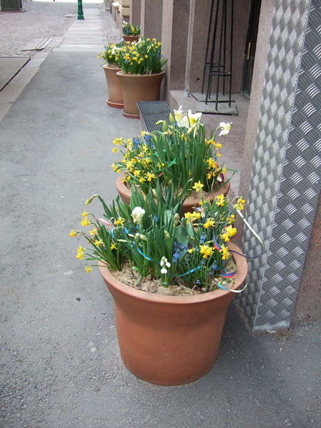 5月2日のエスプラナーディ通り。<br />ヴァップが終わり、あちこちにゴミが散乱。<br /><br />街の植え込みにも、ひっかかってたりして。<br /><br />昨日の盛り上がりとうってかわって、<br />朝はしーんとして、街に人の姿もあまりなかった。