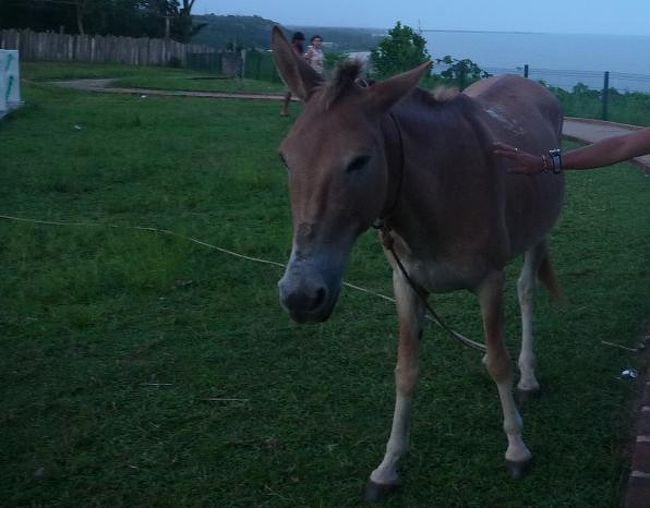 灯台のそばには１頭のロバがつながれており、<br />のんびりと草を食んでいた。