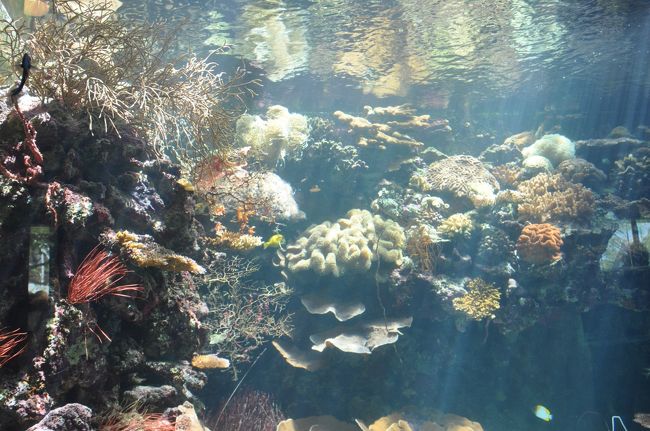 パラオの水族館
