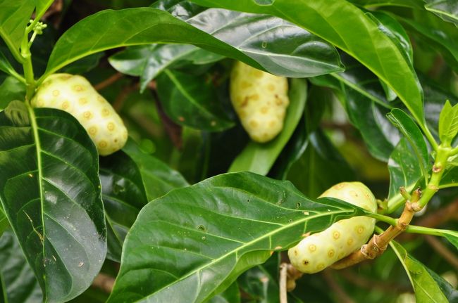 ダーウィン・ボタニックガーデン