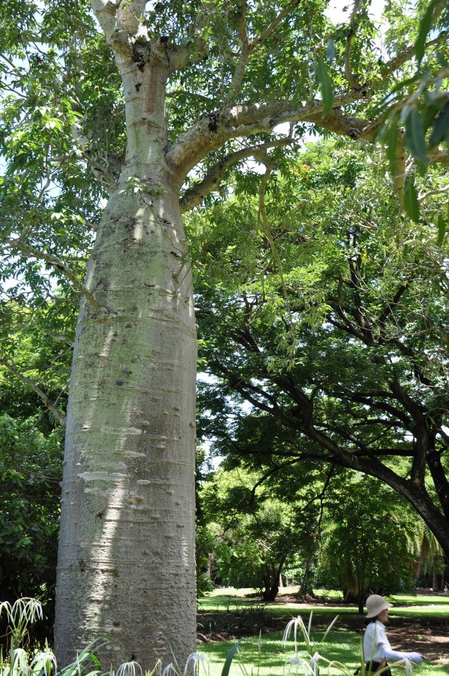 マダガスカルで有名なバウバブの木を此処で見る事が出来るとは大変ラッキーです