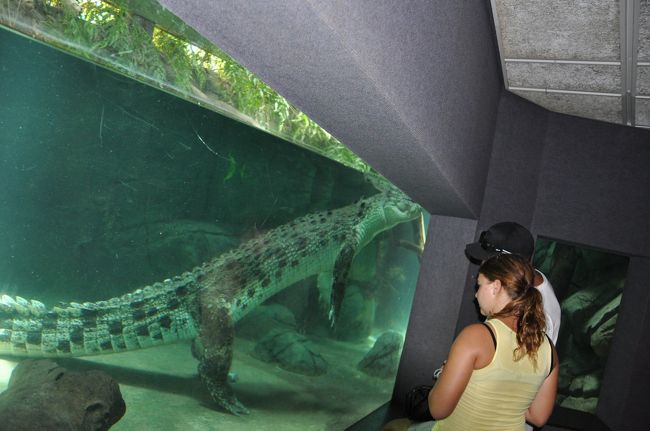 大型のクロコダイル