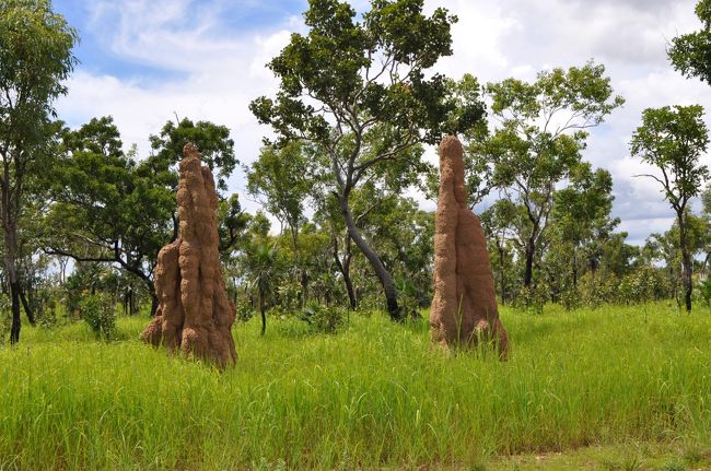 ２ｍ余りの大型蟻塚