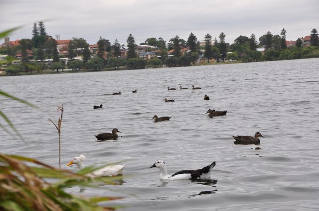 モーガンコ湖、残念ながら州のシンボルのブラックスワンは見当たらず