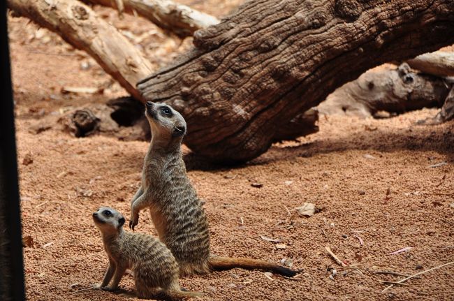 珍しい「ミーアキャット」