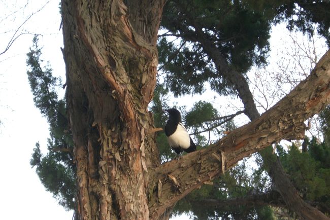 『見てみて！ペンギン！！』<br /><br />って言われたので、記念に一枚。