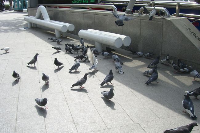 韓国にもハトっているんだ！