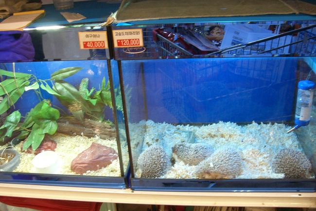 スーパーなのに、ハリネズミも購入できます。