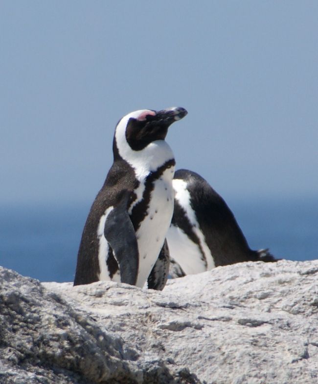 ペンギン アザラシ が一杯 そしてヒヒも ケープタウン 南アフリカ共和国 の旅行記 ブログ By Naniwa Ladyさん フォートラベル