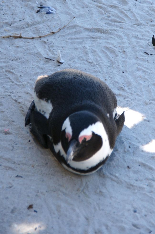 ペンギン アザラシ が一杯 そしてヒヒも ケープタウン 南アフリカ共和国 の旅行記 ブログ By Naniwa Ladyさん フォートラベル