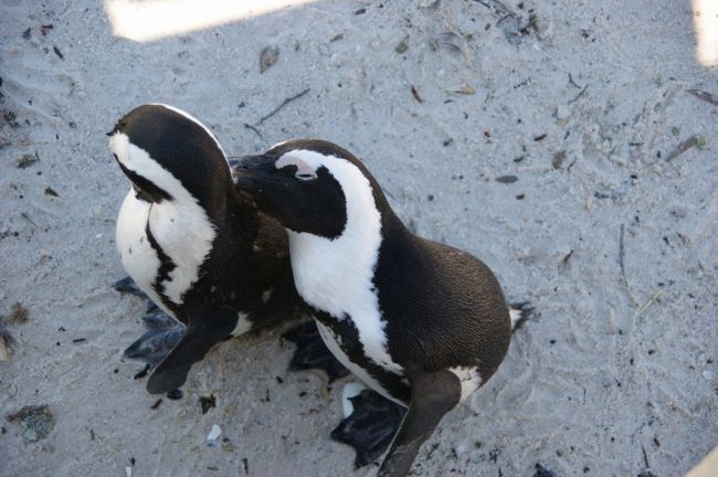 ペンギン アザラシ が一杯 そしてヒヒも ケープタウン 南アフリカ共和国 の旅行記 ブログ By Naniwa Ladyさん フォートラベル