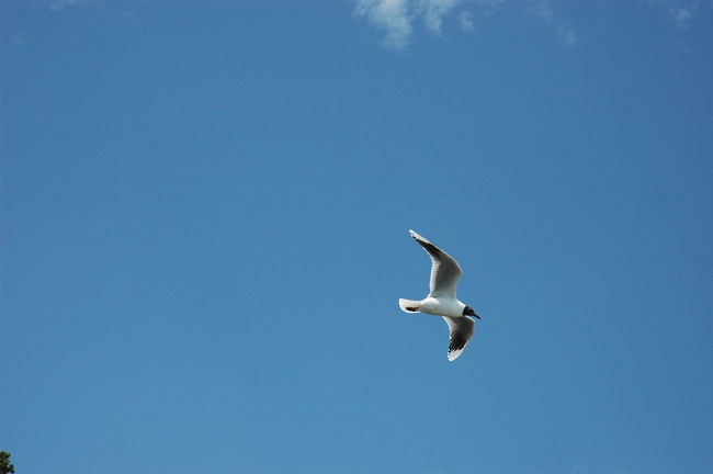 展望台で観光客がこぼした食べ物を狙って旋回しているミナミユリカモメ。<br />強風の中バランスを取るのが大変そうでした。