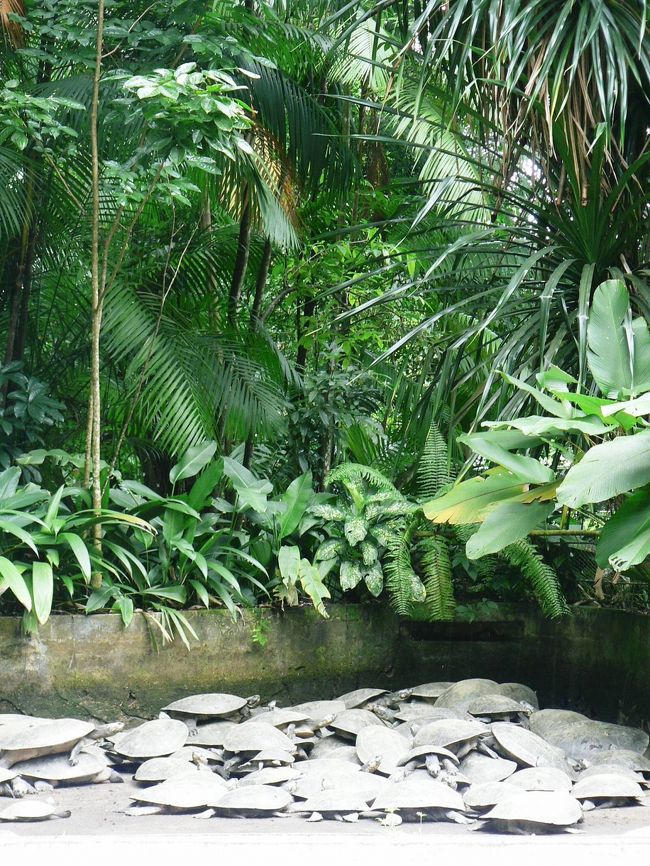エミリオ・ゴエルジ博物館の植物園の光景。 