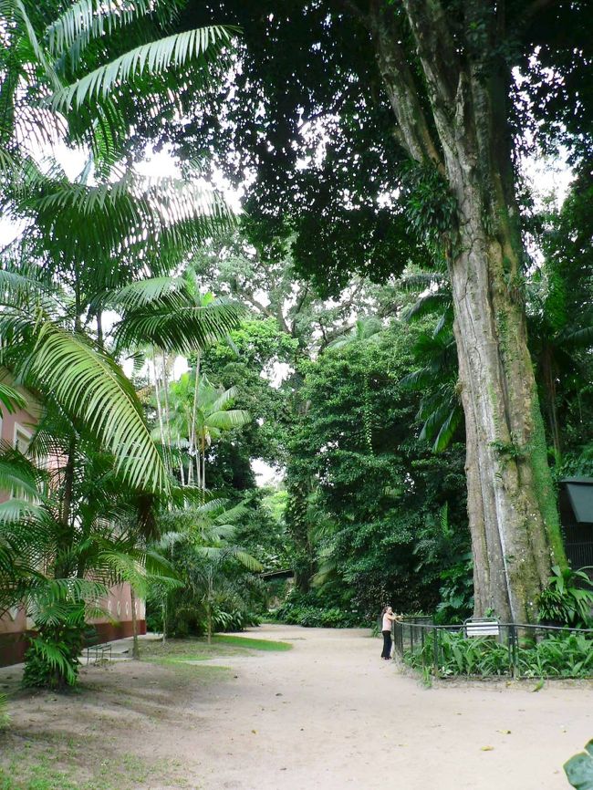 エミリオ・ゴエルジ博物館の植物園の光景。 