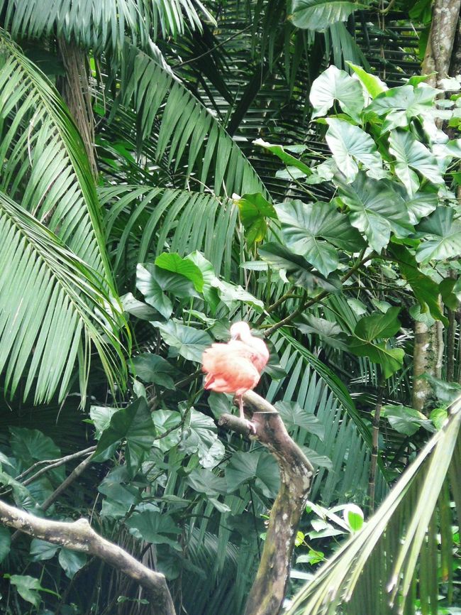 エミリオ・ゴエルジ博物館の植物園の光景。 