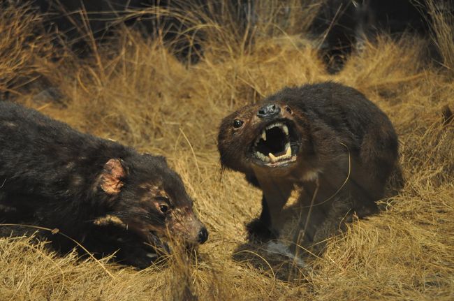 タスマニア博物館・（タスマニアディビル）