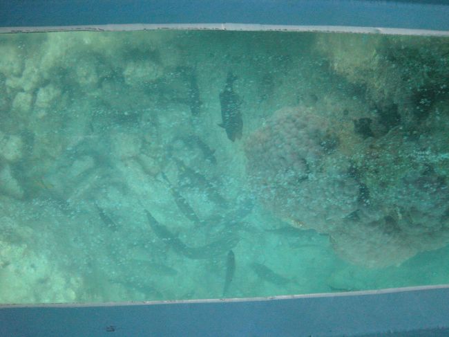 船の運転をしているおじさんが運転しながら餌をまいているだけあって、お魚の数は多かったです。<br />ただ、カラフルな熱帯魚は少なかったかな。<br />それでも子供は魚を見て大喜びでした。