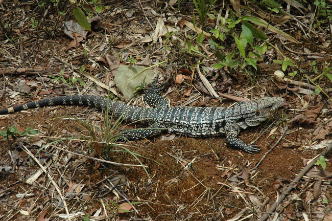 少し進んだ場所で何やらざわつきが。<br />近寄ると大きなトカゲ！<br /><br />ほとんど動かずじっとしています。