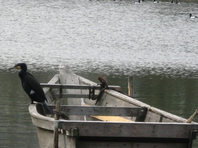 2/15...<br />横浜　三渓園...