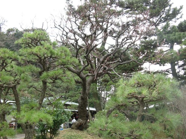 2/15...<br />横浜　三渓園...