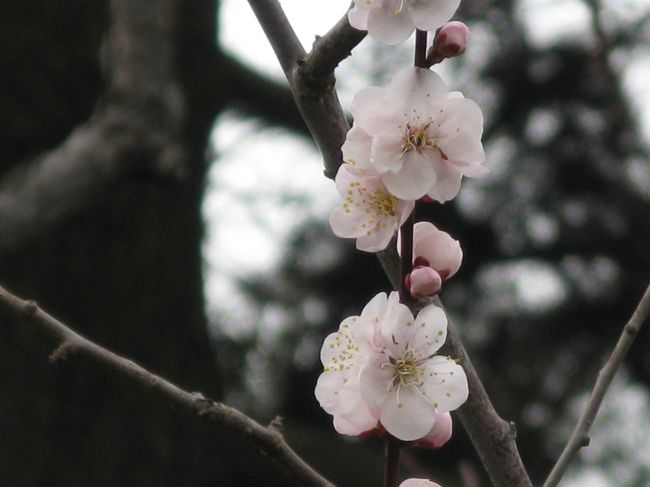 2/15...<br />横浜　三渓園...