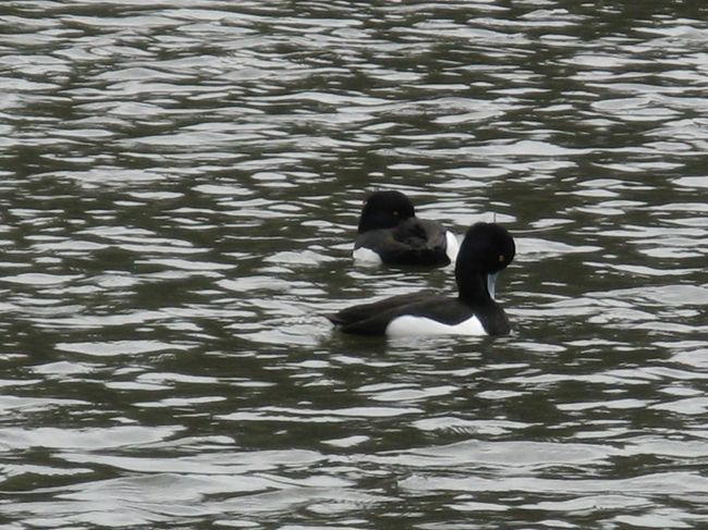 2/15...<br />横浜　三渓園...