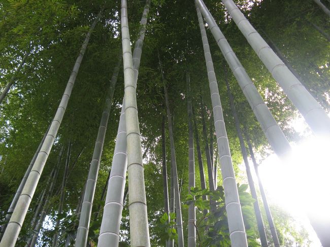 2/15...<br />横浜　三渓園...