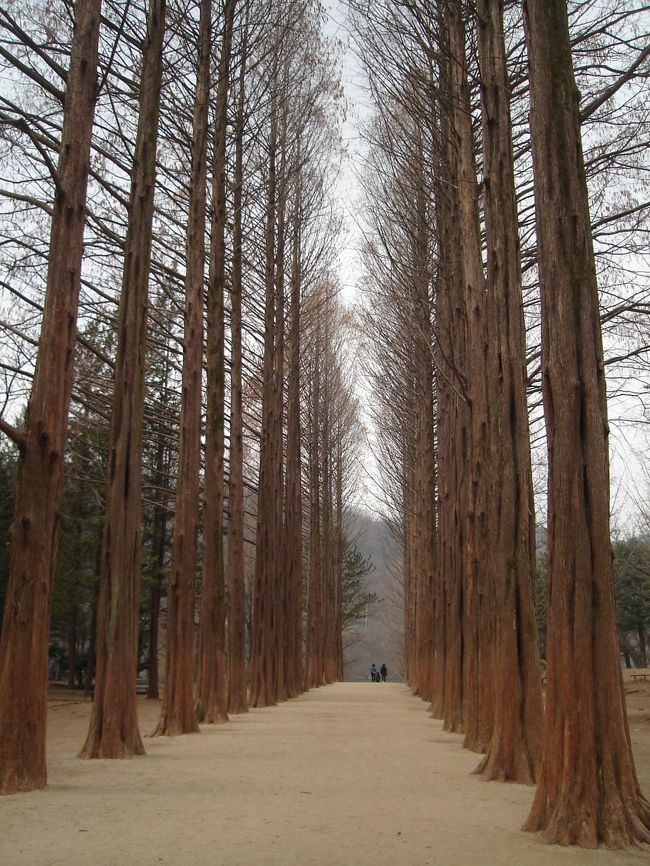 これぞ「冬ソナ」って感じのメタセコイヤの並木道。<br />雪が残っていたら、もっと良かったなぁ。