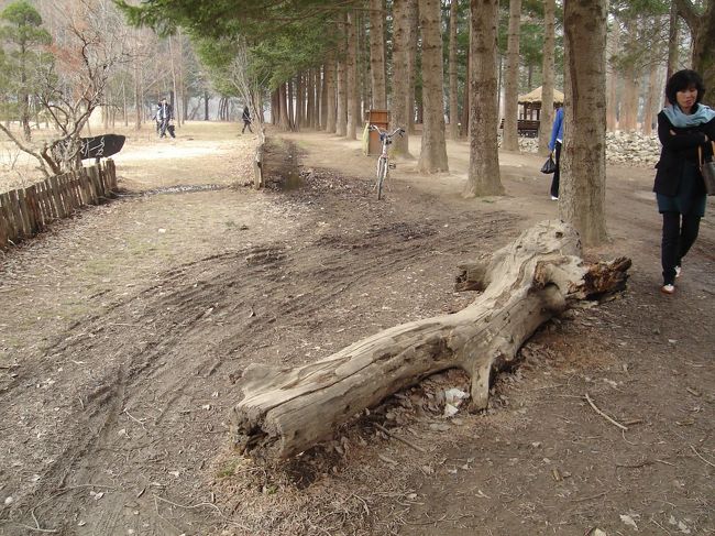 そして例の丸太。<br /><br />もう日本人の観光客は少ないのでしょうか??<br />こいういう写真を撮って喜んでいるのは私たちだけでした。