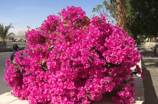 アブシンベル空港出口に咲いていたブーゲンビリア・満開で、とても綺麗でした。<br />