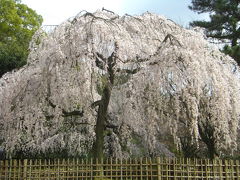 京都御苑