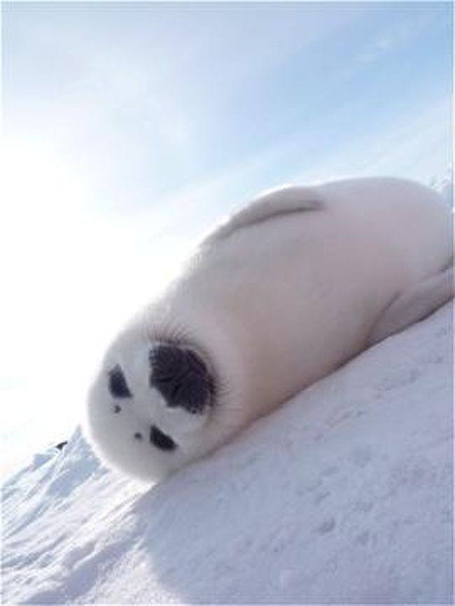 あざらしの赤ちゃんに会いに！ ～3日目～』マドレーヌ島(カナダ)の旅行