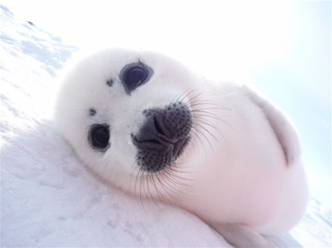 あざらしの赤ちゃんに会いに 3日目 マドレーヌ島 カナダ の旅行記 ブログ By Febl4さん フォートラベル あざらしの赤ちゃんに会いに 3日目 マドレーヌ島 カナダ の旅行記 ブログ By Febl4さん フォートラベル