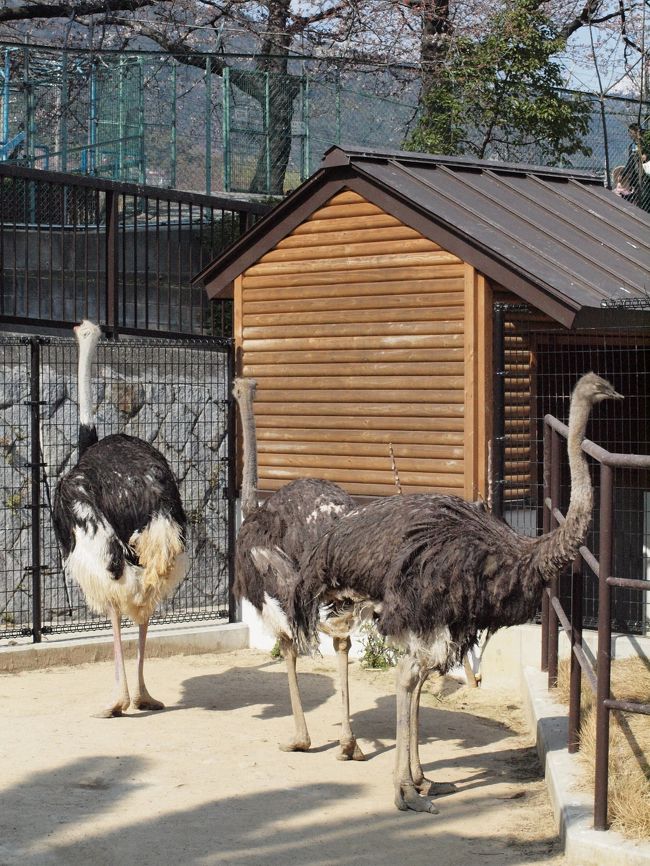 ちょっとそこまでパンダに癒されに 王子動物園 シマウマ舎完成 御影 灘 兵庫県 の旅行記 ブログ By にいごさん フォートラベル ちょっとそこまでパンダに癒されに 王子動物園 シマウマ舎完成 御影 灘 兵庫県 の旅行記 ブログ By にいごさん フォートラベル