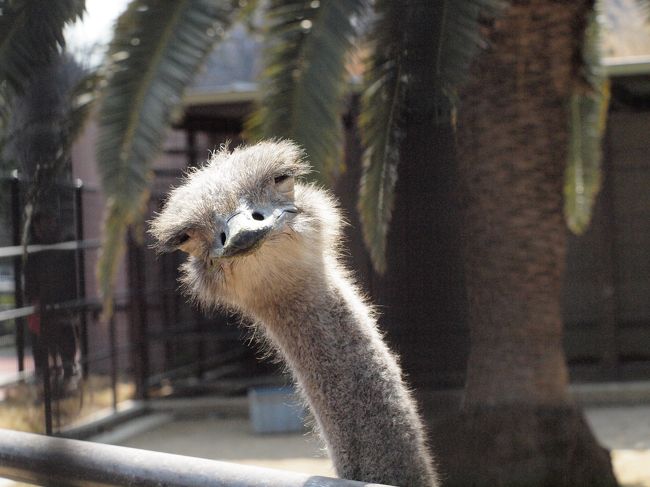 ちょっとそこまでパンダに癒されに 王子動物園 シマウマ舎完成 御影 灘 兵庫県 の旅行記 ブログ By にいごさん フォートラベル