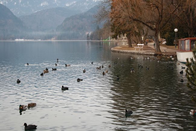 さすが景勝の地というだけあって湖は透明度が高く水鳥もたくさん