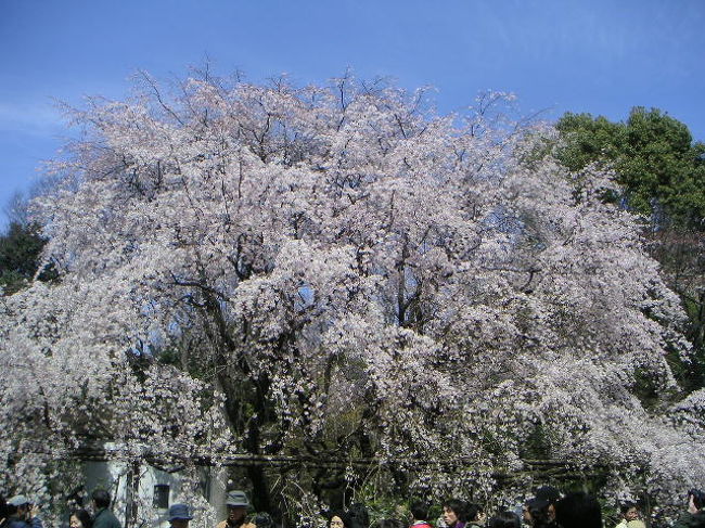 満開の枝垂れ桜〜♪<br /><br />こんなにすてきなタイミングで、<br />見られるなんて、最高です!!