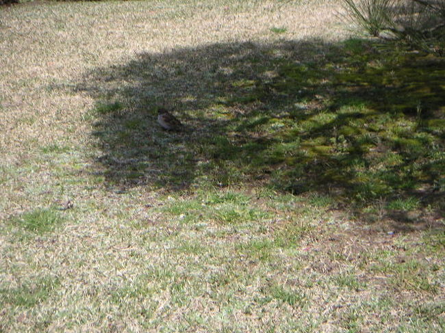 わかりづらい写真ですが、<br />すずめがいます。<br /><br />池には亀がいっぱいで、<br />甲羅干ししていましたぁ〜。<br /><br />ここの中を１周すると、<br />かなりの運動量です。<br /><br />お歳を召した方にはちょっと、<br />しんどいかも？<br />なので、半周、見学しました。<br /><br />いよいよ、お祝い会♪<br />