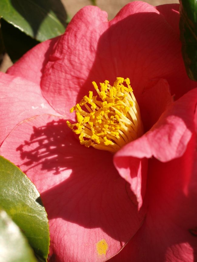 椿も日の光をあびて。