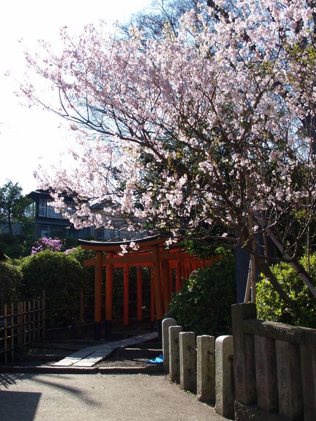 根津神社の桜。<br /><br />境内は改装工事中でしたが、<br />この部分は、しっかり春を感じられる場所でした。