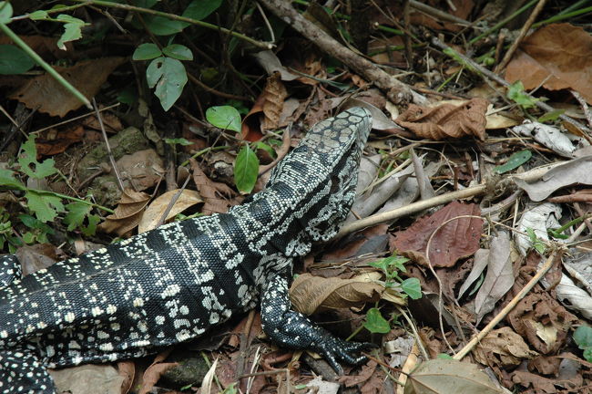 よく似てますがさっきとは違う大トカゲ