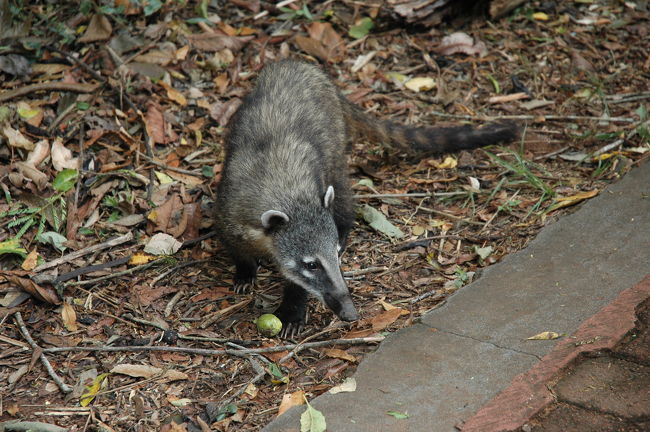何気なくアナグマ登場！