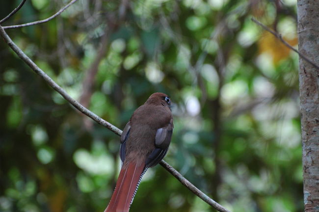 目が真四角になっている・・・。