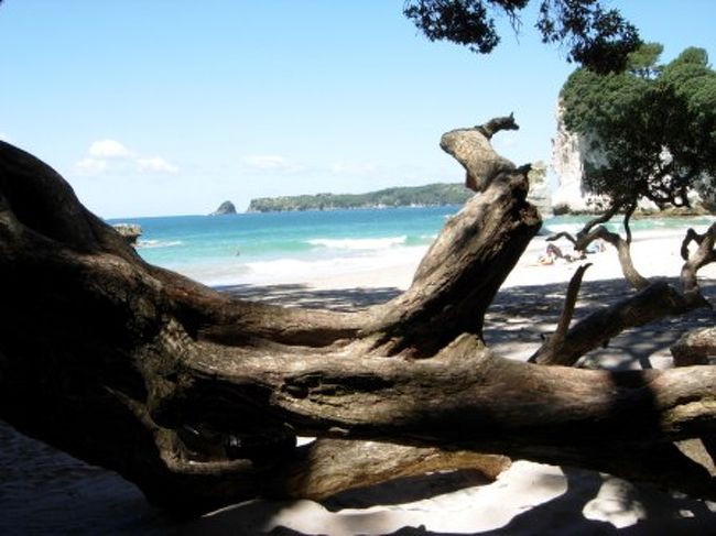 海岸にたどりつきました。<br /><br />大きな古木が横たわっていました。