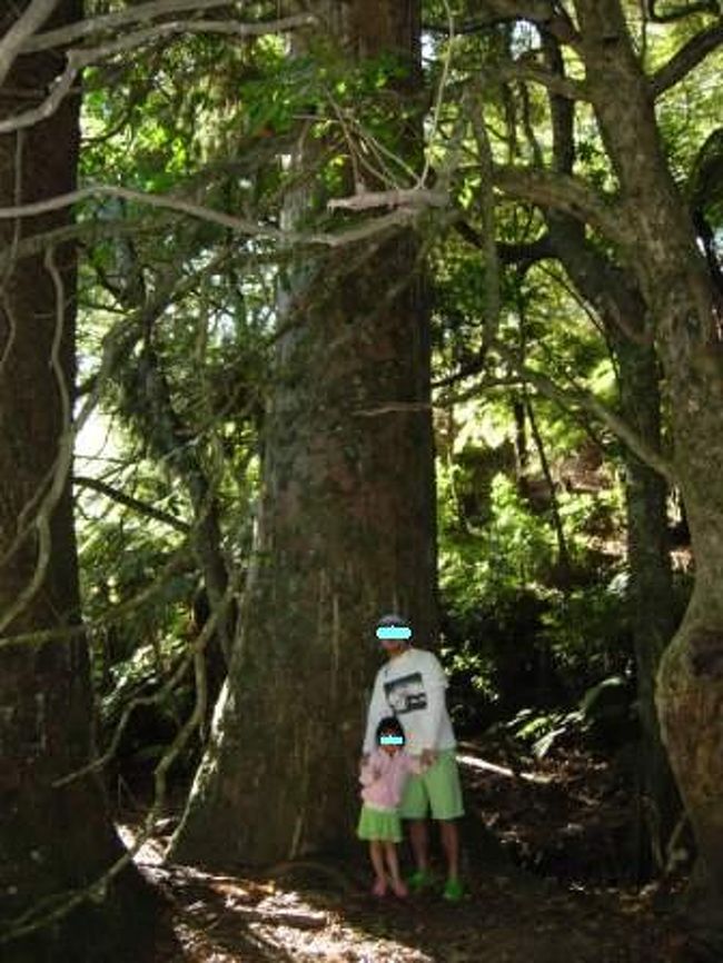 帰り道。大きなカウリの木。<br /><br />もっともっと大きなのもあるそうです。