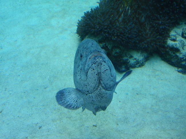 水族館内の散策を開始。このお魚は訪れるお客さんに遊ぼ〜って愛嬌を振りまいてました。
