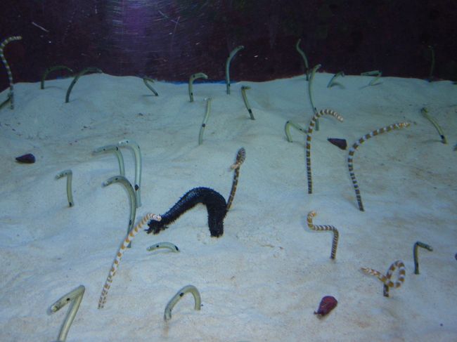 ニシキアナゴやチンアナゴなど。そこら中でニョロニョロ動いてました。