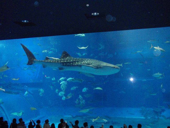 美ら海水族館の見所の黒潮の海。大水槽の周りにはジンベイザメ・マンタを見ようとたくさんのお客さんが集まっていました。
