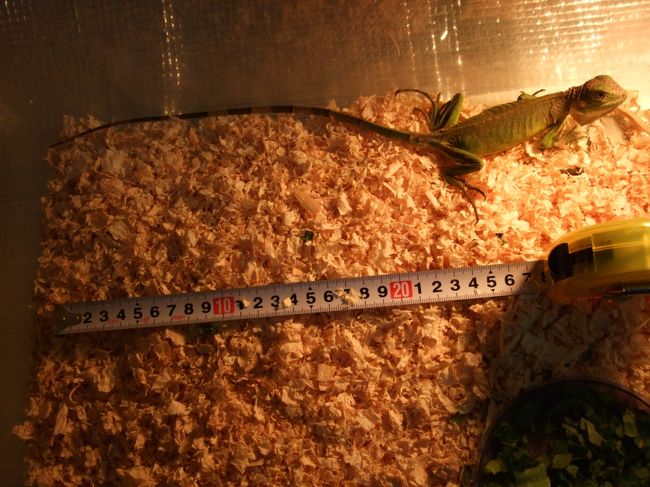 　ということは、頭から尻尾の先までちょうどプラスチックのケースにおさまるので、体長はほぼ40ｃｍ。